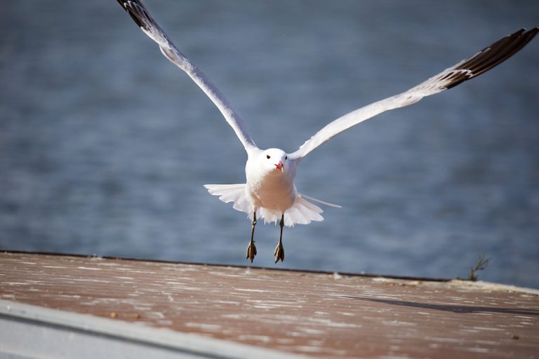 Larus audouinii - Gaviota de Audouin