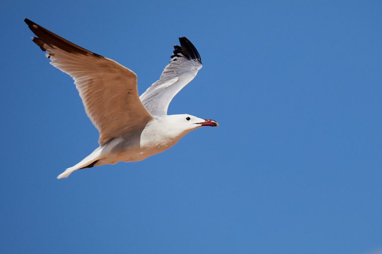 Larus audouinii - Gaviota de Audouin