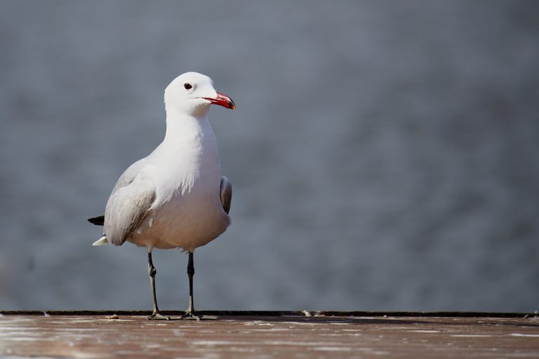 Larus audouinii - Gaviota de Audouin