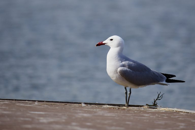 Larus audouinii - Gaviota de Audouin