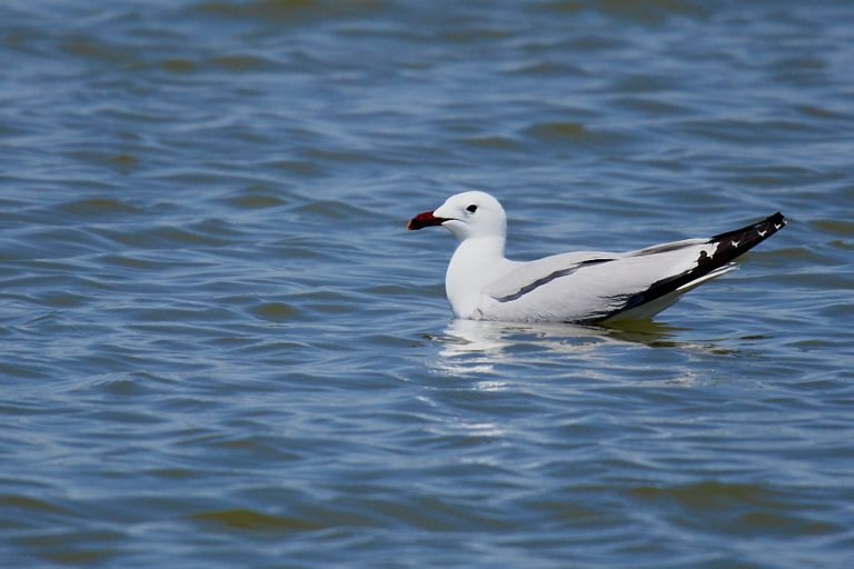 Larus audouinii - Gaviota de Audouin