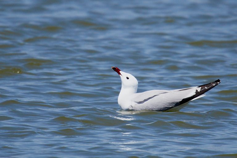 Larus audouinii - Gaviota de Audouin