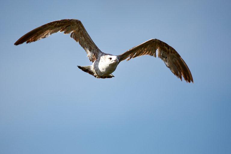 Larus audouinii - Gaviota de Audouin