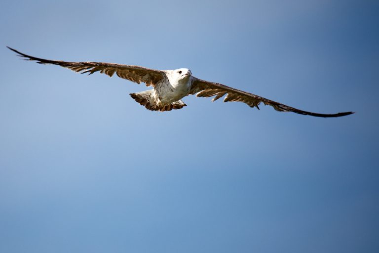 Larus audouinii - Gaviota de Audouin