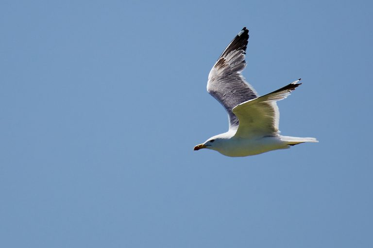 Larus michahellis - Gaviota patiamarilla