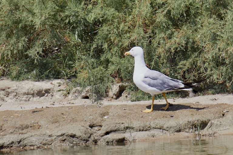 Larus michahellis - Gaviota patiamarilla