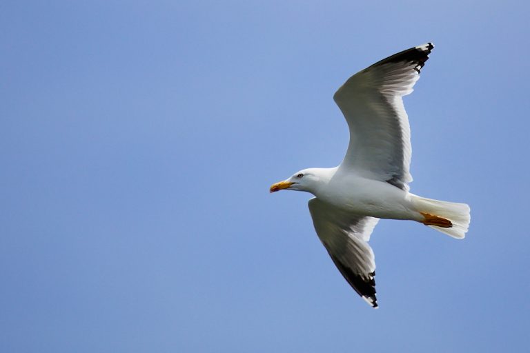 Larus michahellis - Gaviota patiamarilla