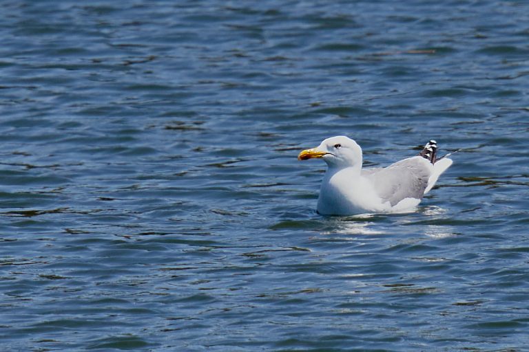 Larus michahellis - Gaviota patiamarilla