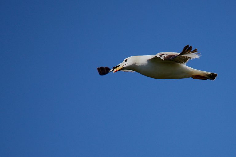 Larus michahellis - Gaviota patiamarilla