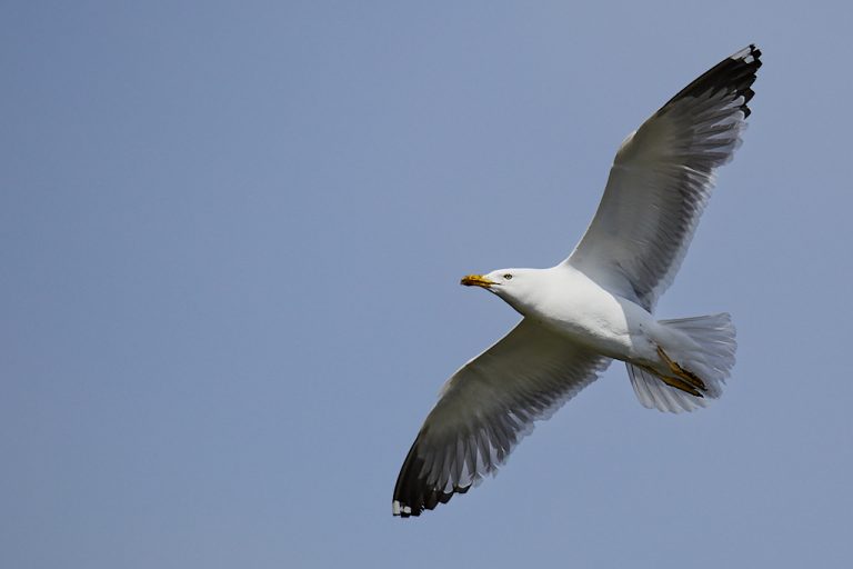 Larus michahellis - Gaviota patiamarilla