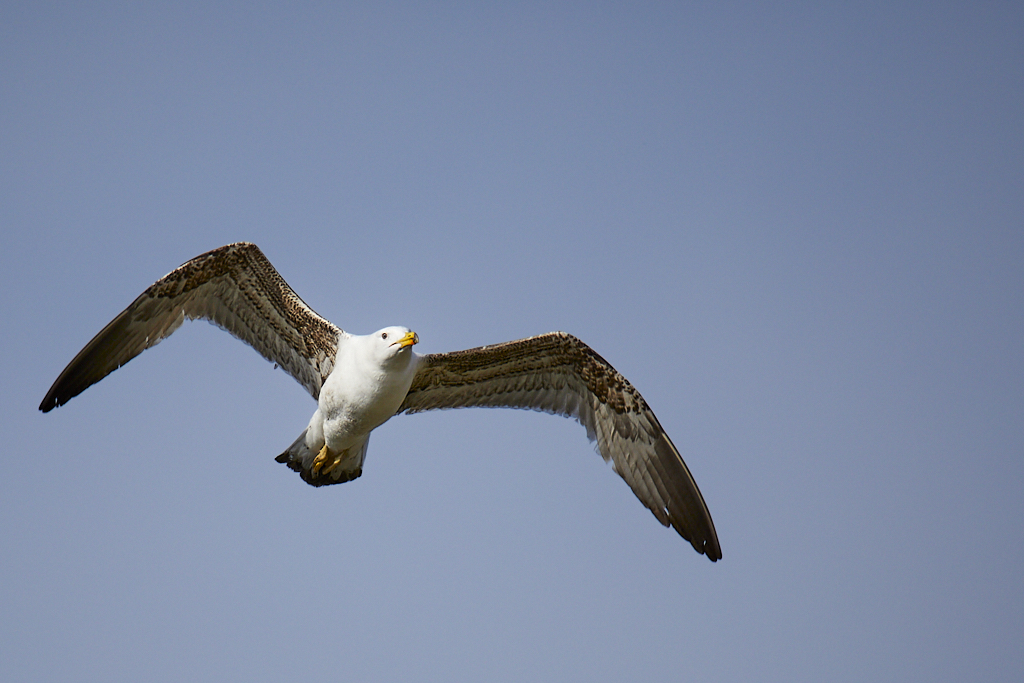 Larus michahellis - Gaviota patiamarilla