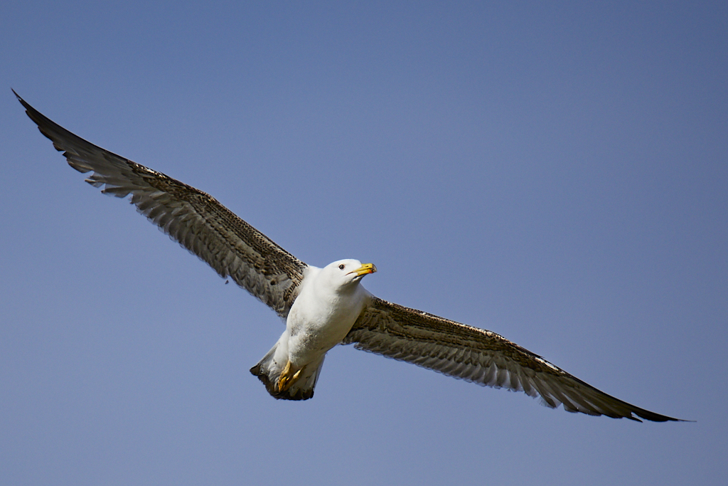 Larus michahellis - Gaviota patiamarilla