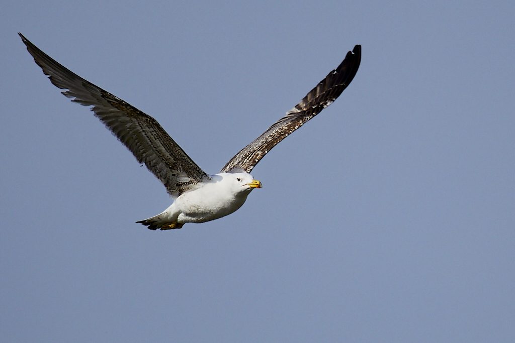 Larus michahellis - Gaviota patiamarilla