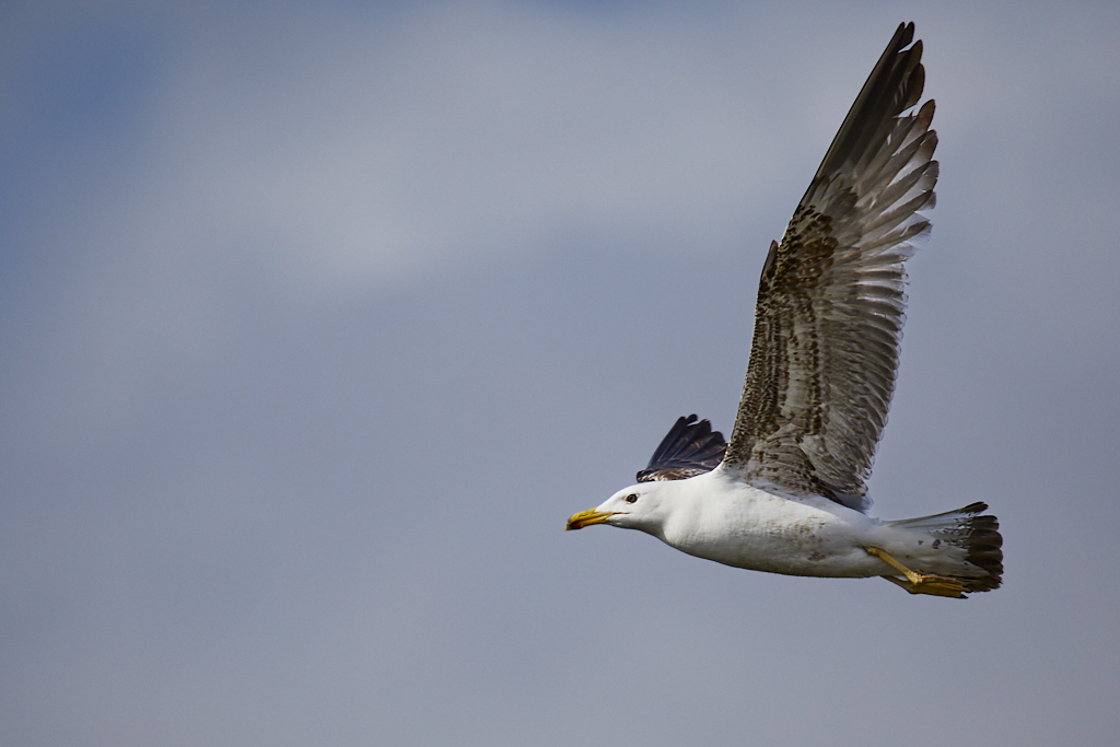 Larus michahellis - Gaviota patiamarilla