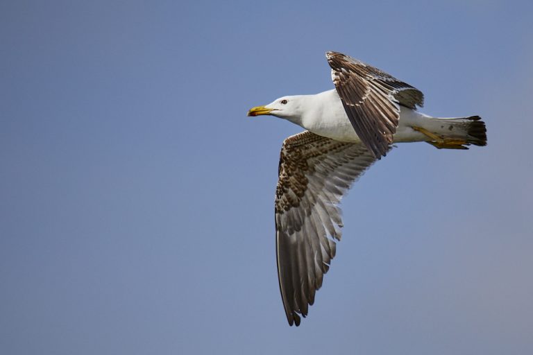 Larus michahellis - Gaviota patiamarilla