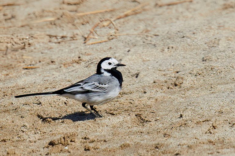 Motacilla alba - Lavandera blanca