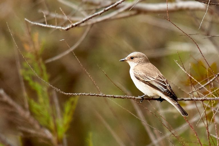 Muscicapa striata - Papamoscas gris