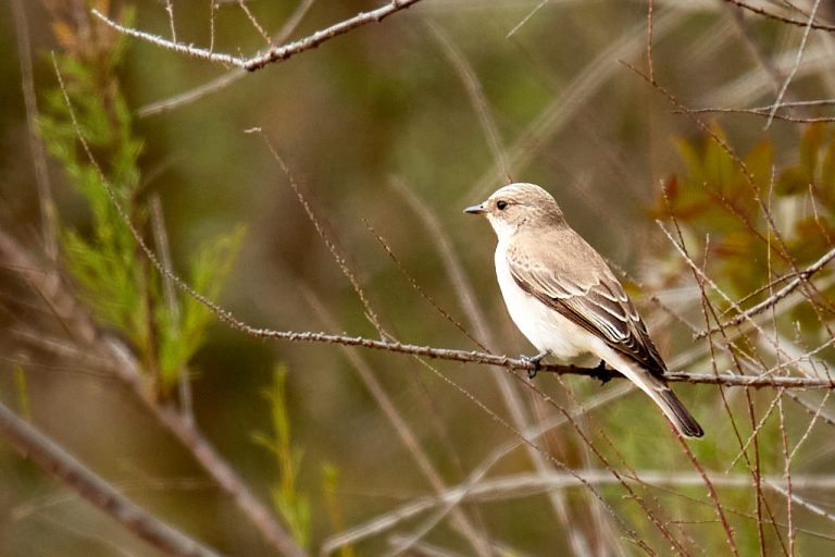 Muscicapa striata - Papamoscas gris