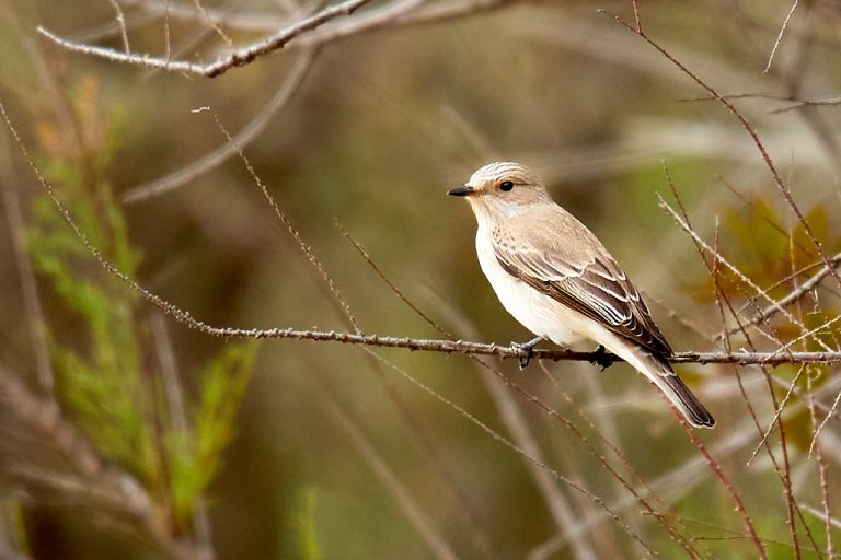 Muscicapa striata - Papamoscas gris