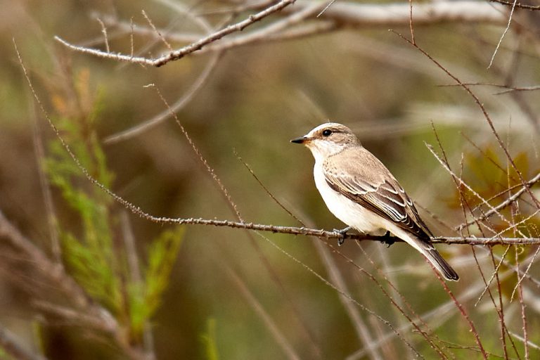 Muscicapa striata - Papamoscas gris