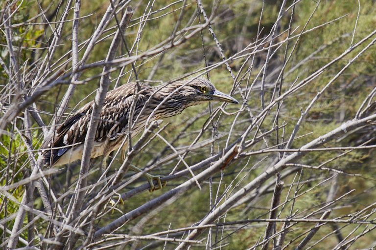 Nycticorax nycticorax - Martinete común