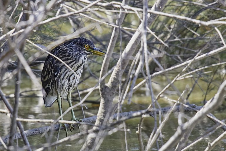 Nycticorax nycticorax - Martinete común