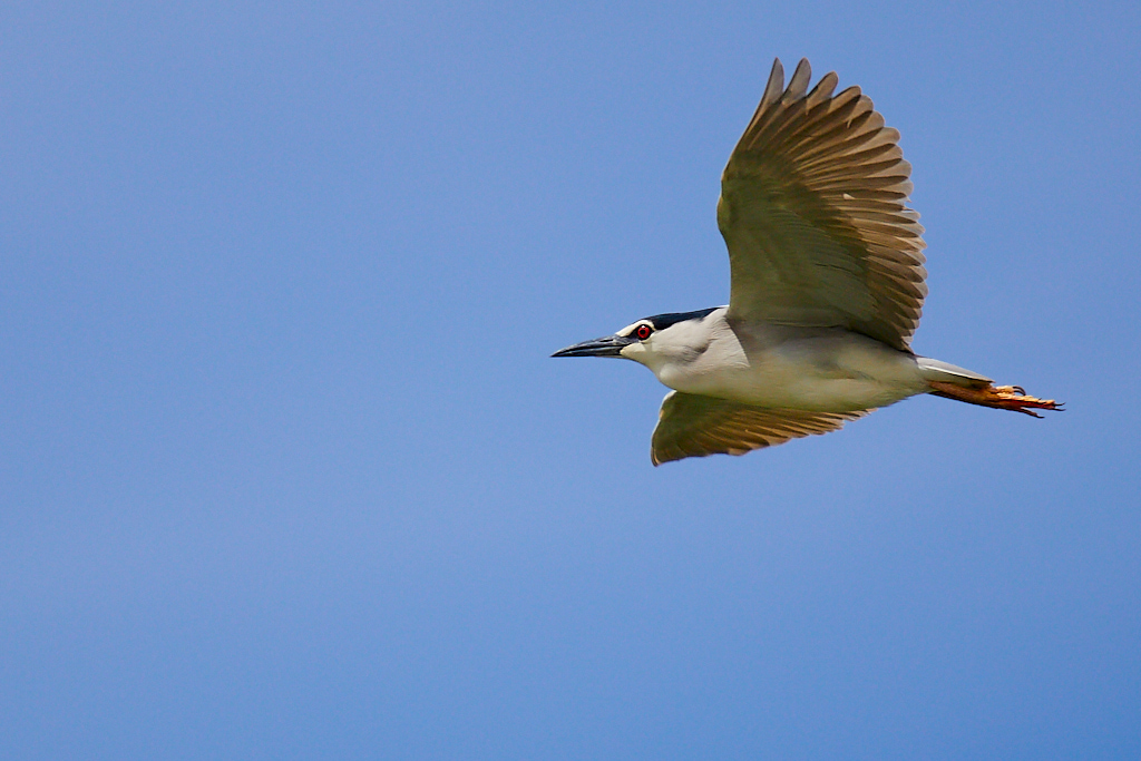 Nycticorax nycticorax - Martinete común