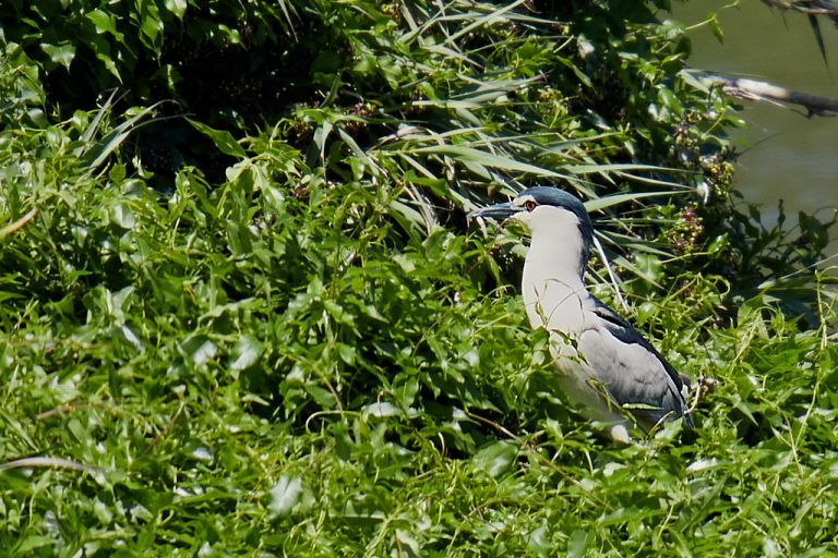 Nycticorax nycticorax - Martinete común