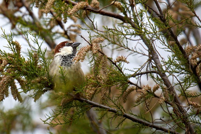 Passer domesticus - Gorrión común