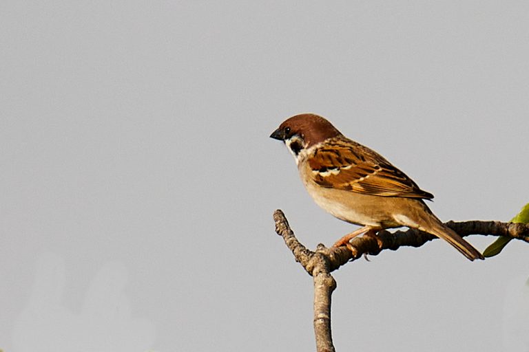 Passer montanus - Gorrión molinero