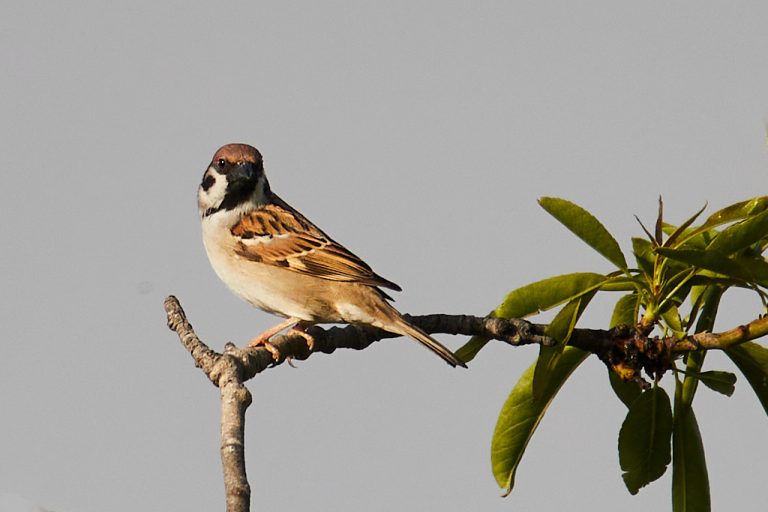 Passer montanus - Gorrión molinero