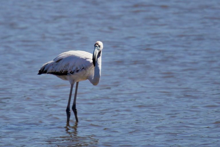 Phoenicopterus roseus - Flamenco rosa