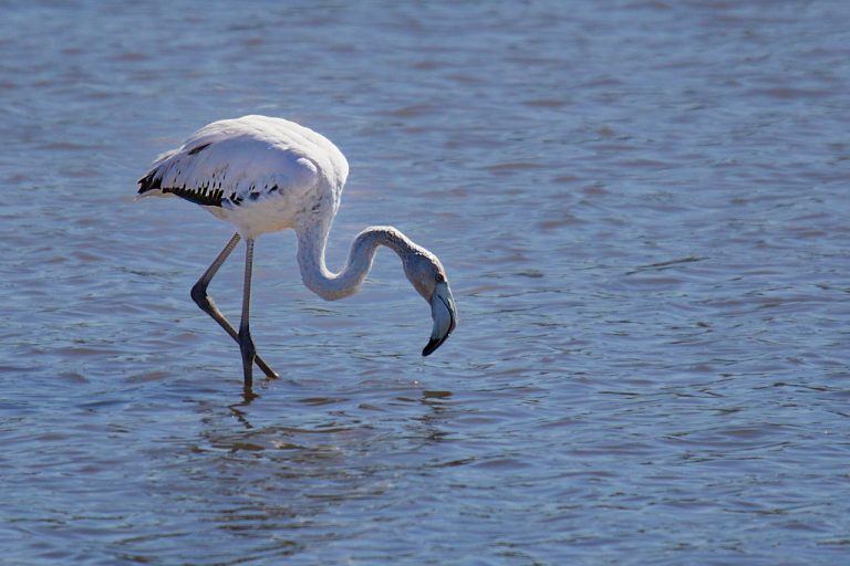 Phoenicopterus roseus - Flamenco rosa