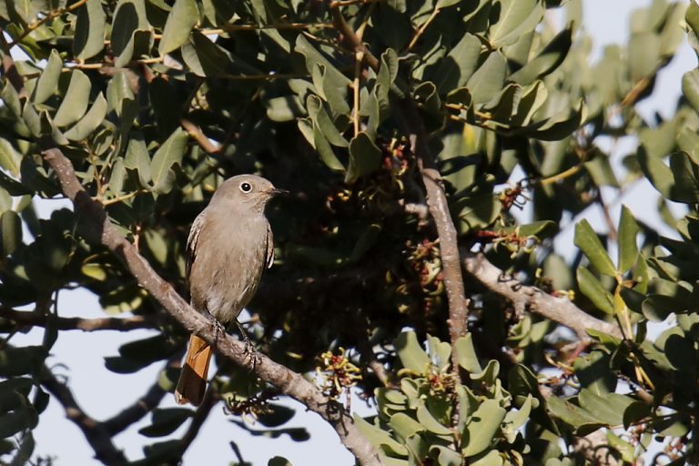 Phoenicurus ochruros - Colirrojo tizón