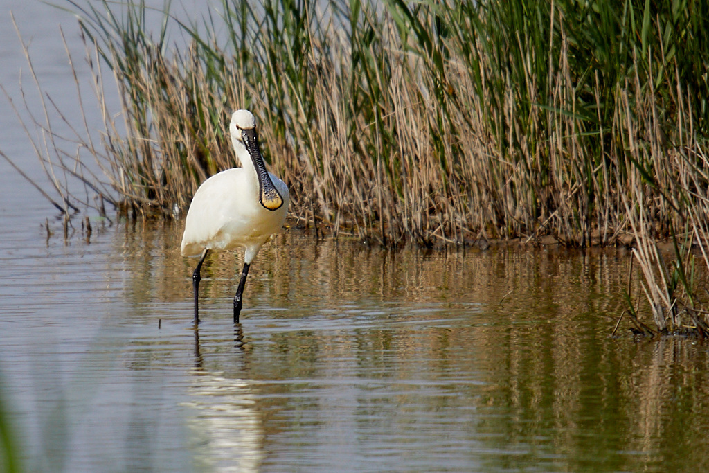 Platalea leucorodia - Espátula común