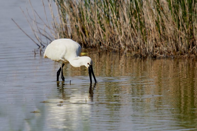 Platalea leucorodia - Espátula común