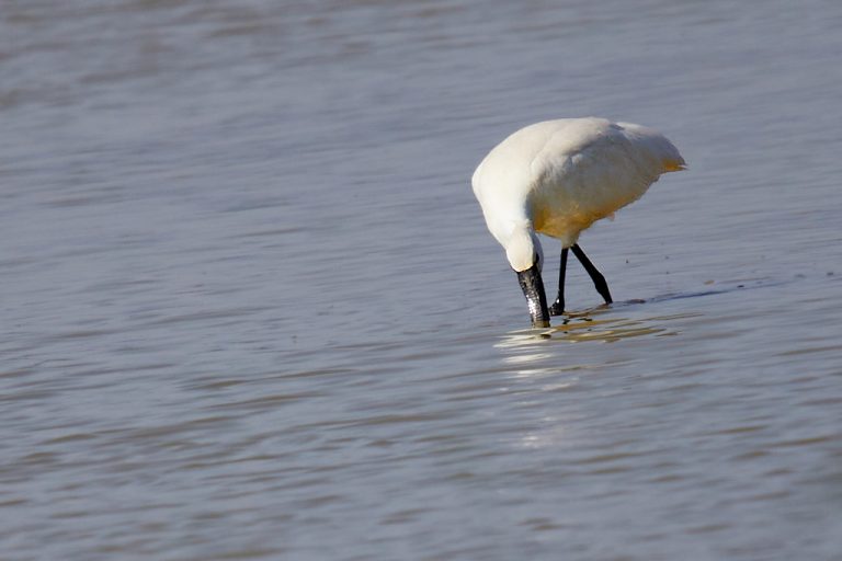 Platalea leucorodia - Espátula común