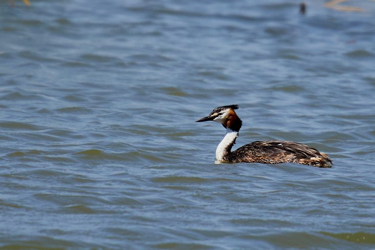 Podiceps cristatus - Somormujo lavanco