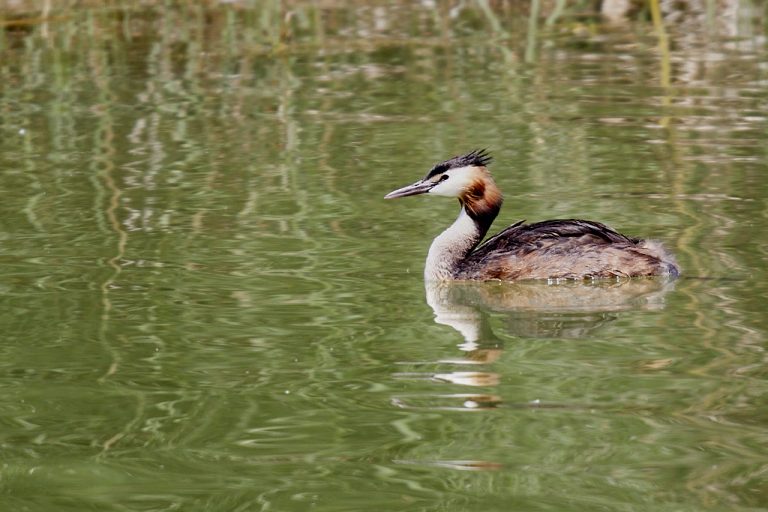 Podiceps cristatus - Somormujo lavanco