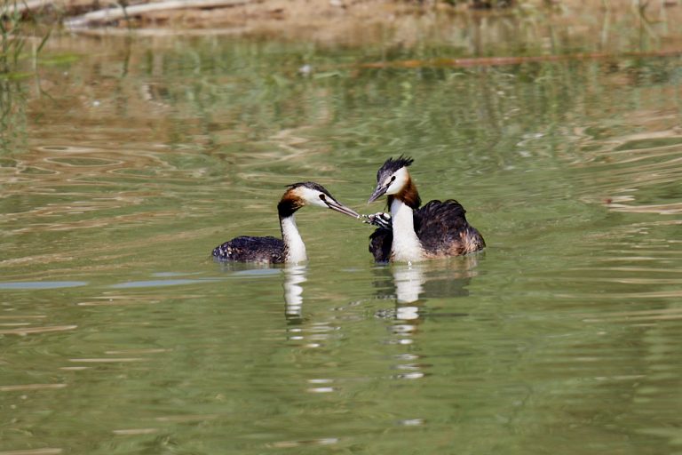 Podiceps cristatus - Somormujo lavanco