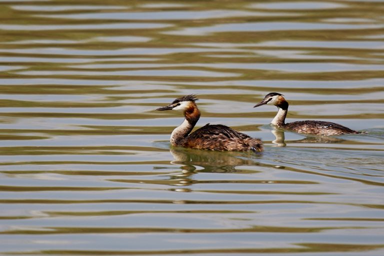 Podiceps cristatus - Somormujo lavanco