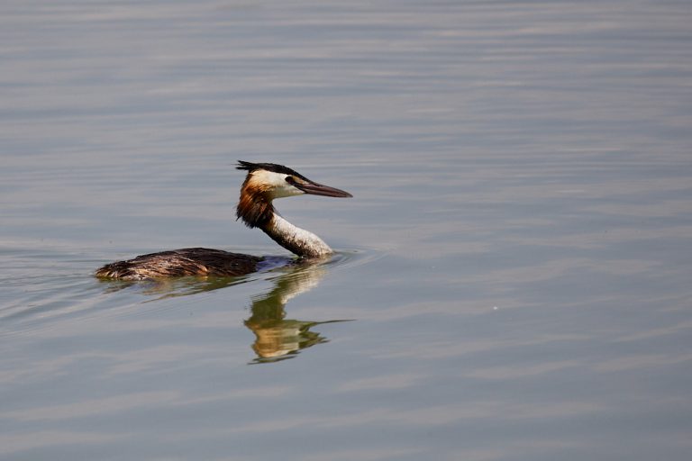 Podiceps cristatus - Somormujo lavanco