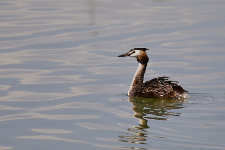 Podiceps cristatus - Somormujo lavanco