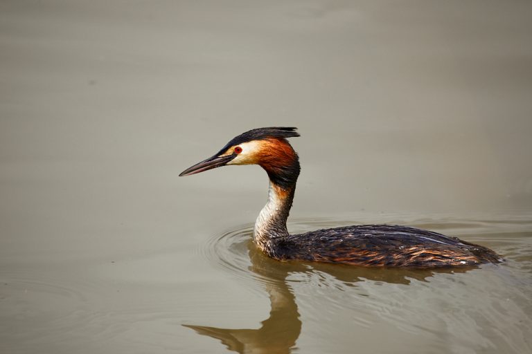 Podiceps cristatus - Somormujo lavanco