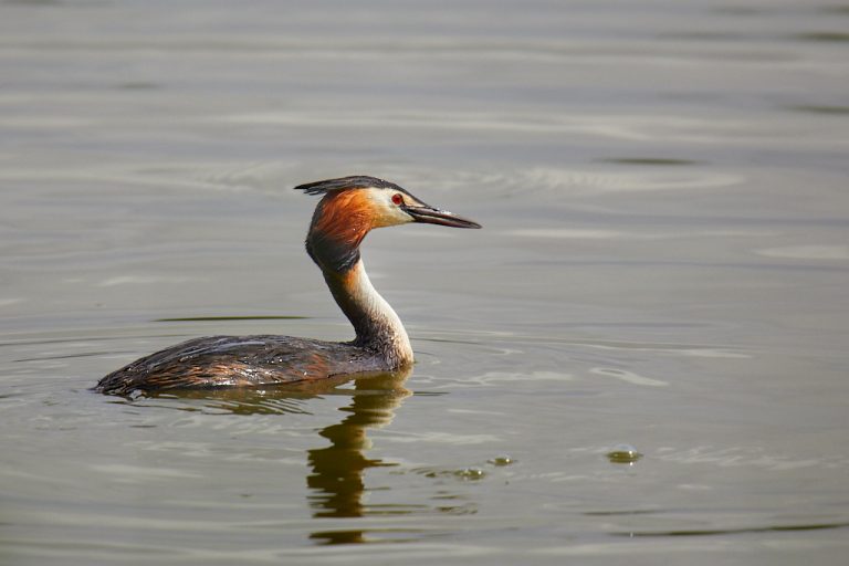 Podiceps cristatus - Somormujo lavanco