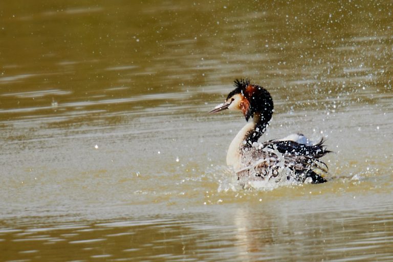 Podiceps cristatus - Somormujo lavanco