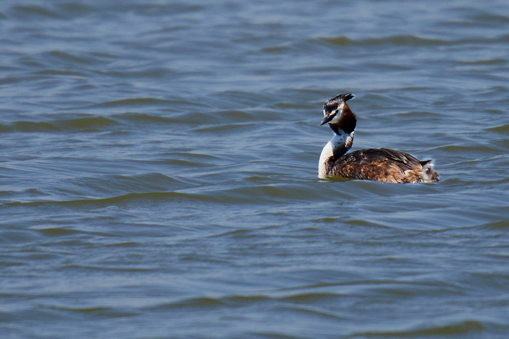 Podiceps cristatus - Somormujo lavanco