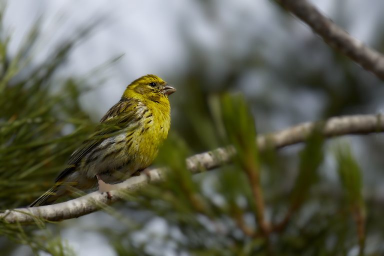 Serinus serinus - Serín verdecillo