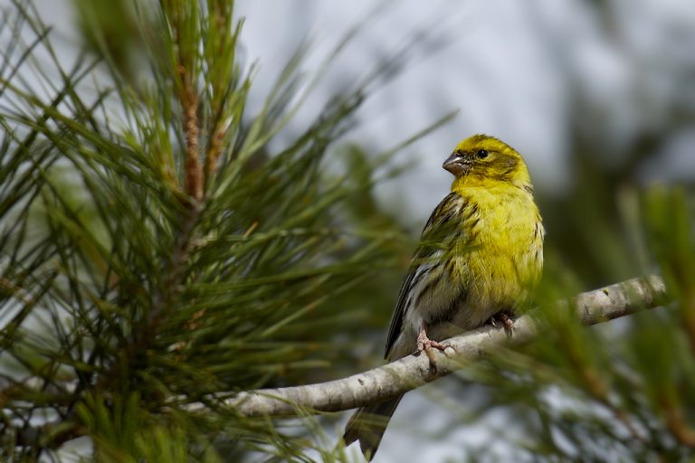 Serinus serinus - Serín verdecillo