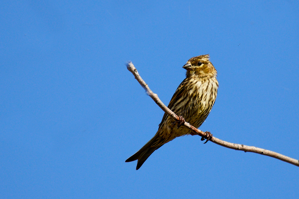 Serinus serinus - Serín verdecillo